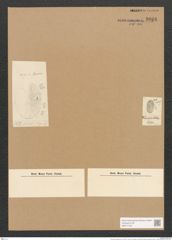 Cocconeis dcussata Ehr. (de-Toni-Nr.: Genus 40, Species 1876) Zeichnungen Sammlung Grunow Nr. 3698 (NHMW-BOT-W0371324)
